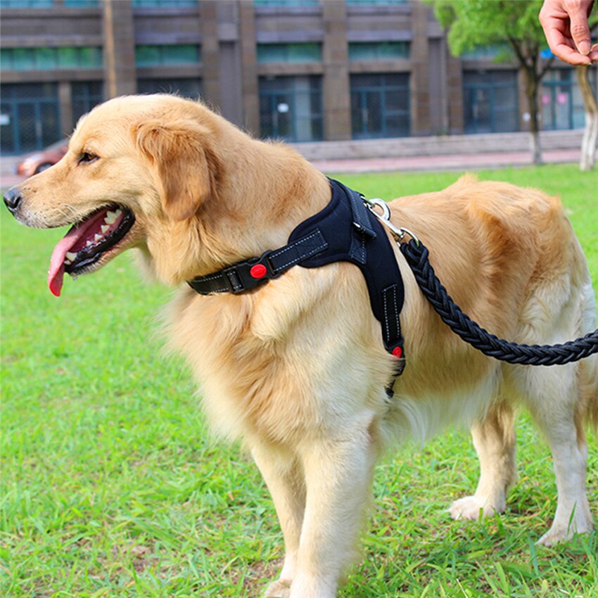 Pets Adjustable Harness and Leash.