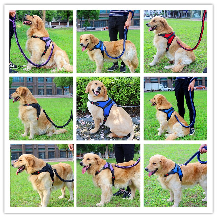 Pets Adjustable Harness and Leash.