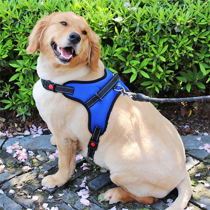 Pets Adjustable Harness and Leash.