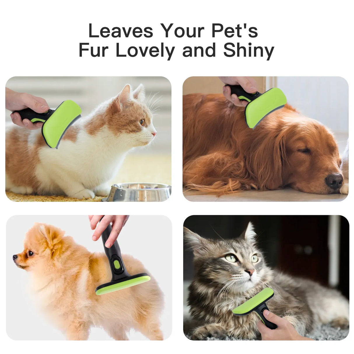 Pet Grooming Accessories.