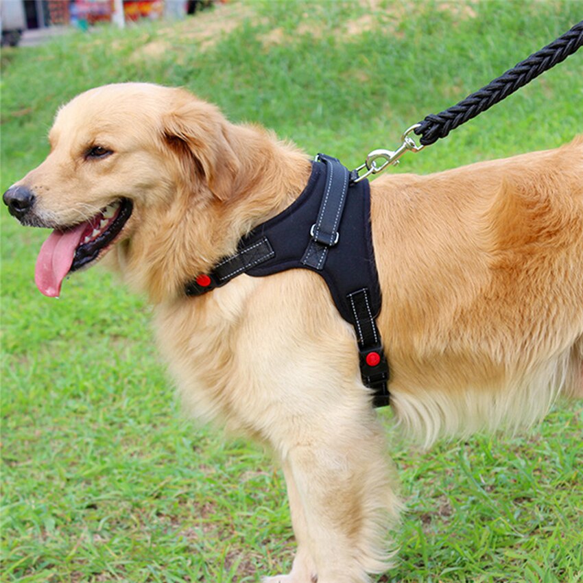 Pets Adjustable Harness and Leash.