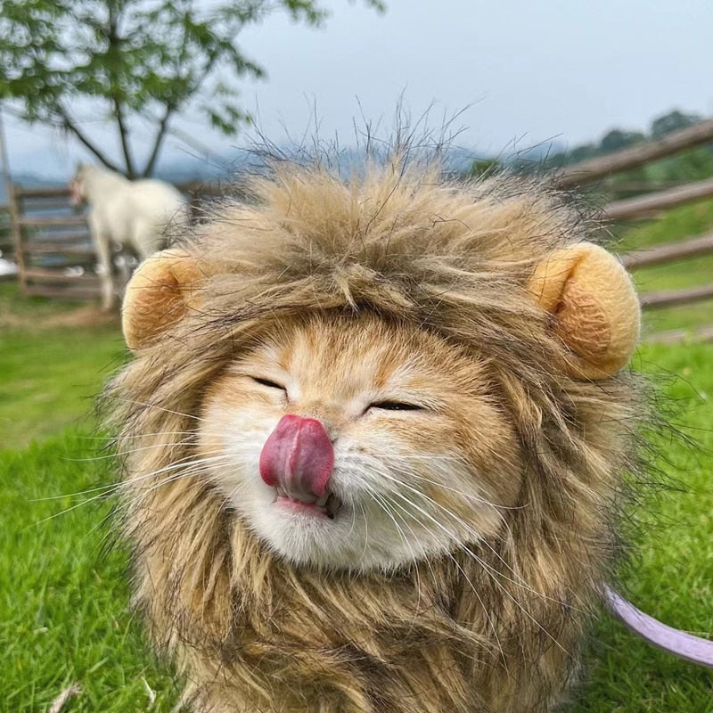 Cute Lion Mane wig for your cat.