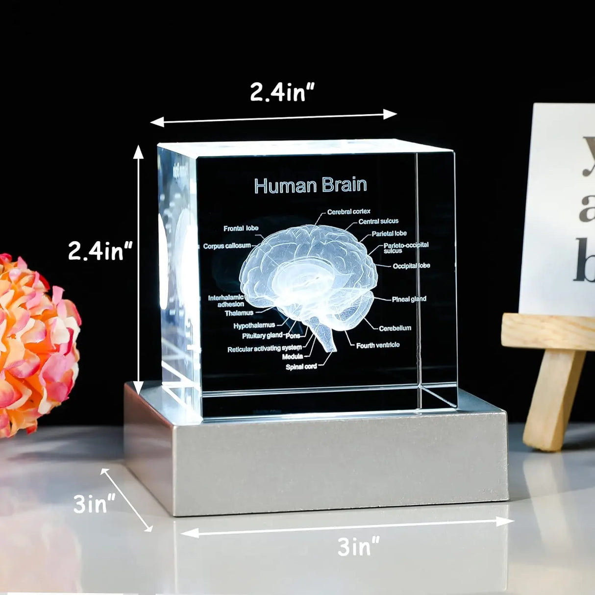Decorative 3D Crystal Human Brain Model