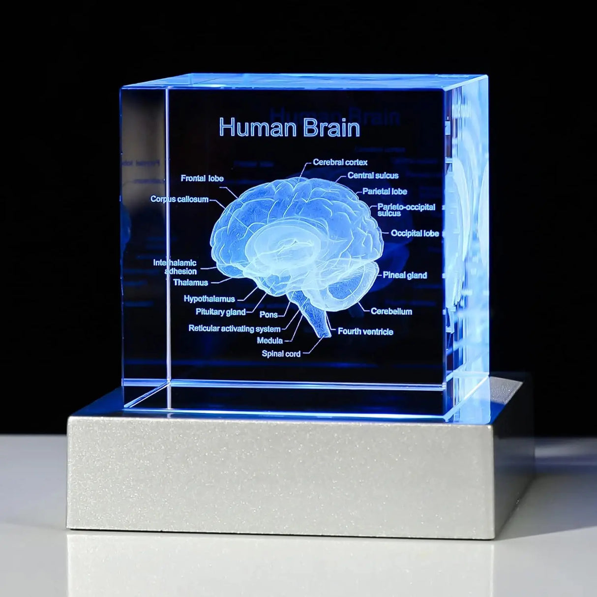 Decorative 3D Crystal Human Brain Model