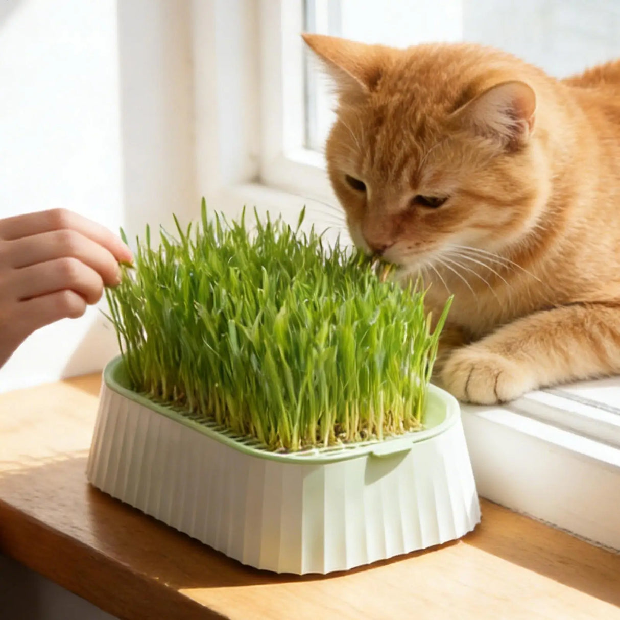 Hydroponic Cat Grass Planter