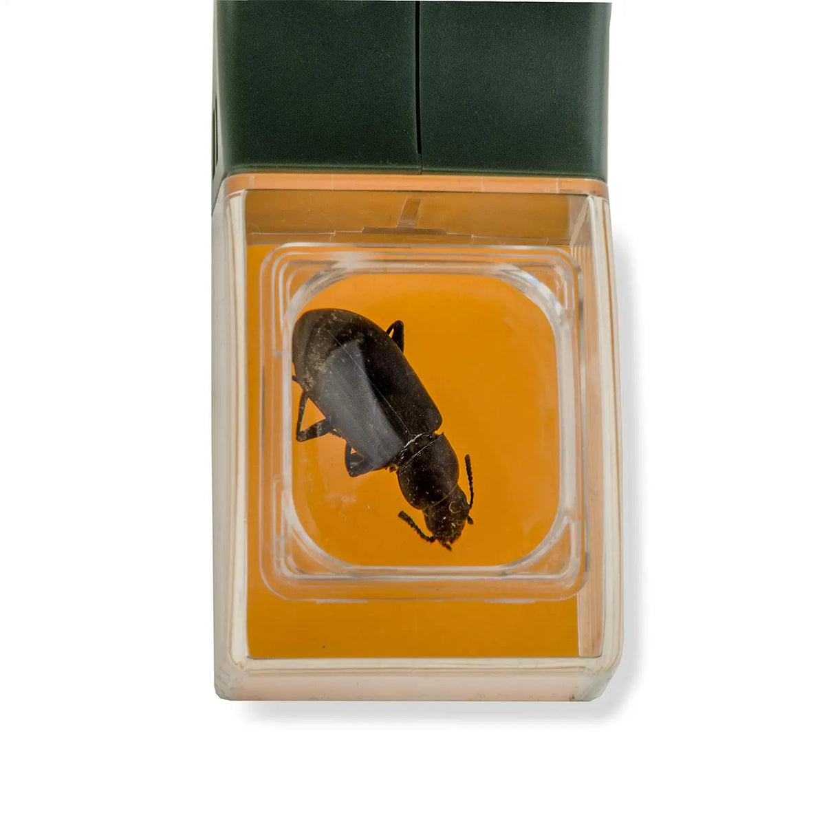 Insect Catcher With Magnifying Glass
