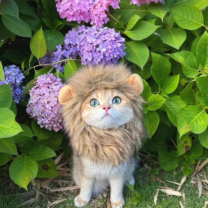 Cute Lion Mane wig for your cat.
