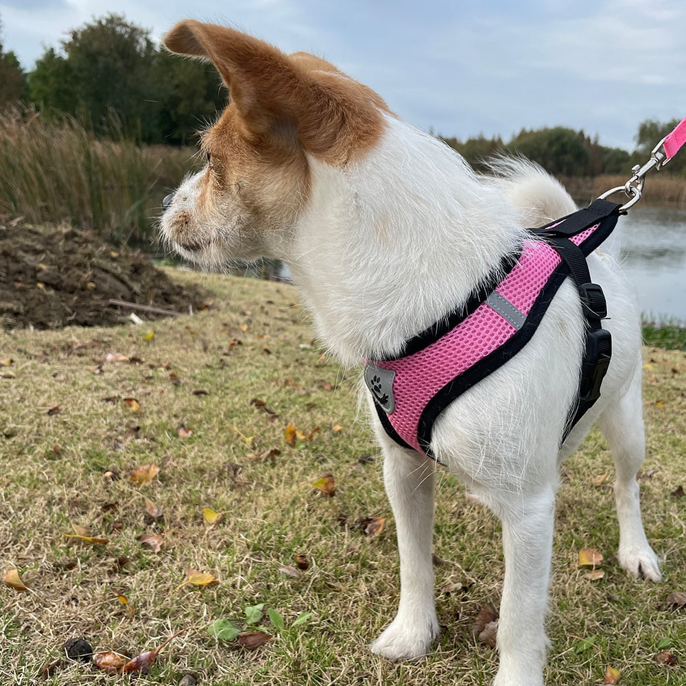 Cat/Dog Adjustable Pet Harness
