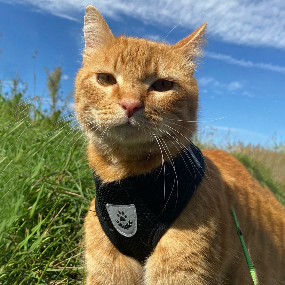 Cat/Dog Adjustable Pet Harness