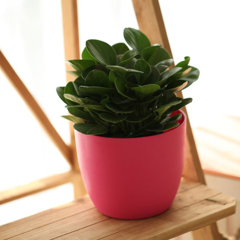 Self Watering indoor flower pots. Indicator measures water level.