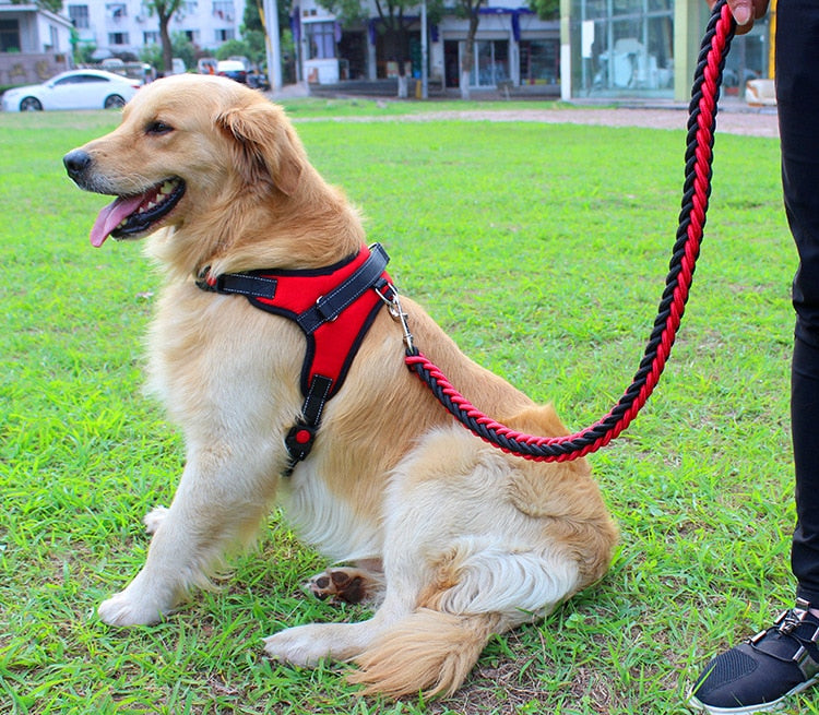 Medium and large Dog Chain Collar/Harness and Traction Rope.