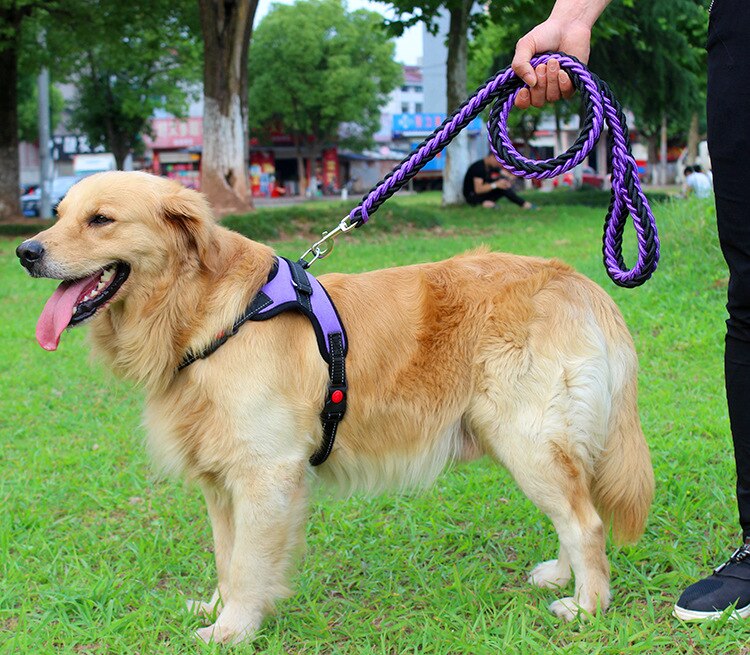 Medium and large Dog Chain Collar/Harness and Traction Rope.