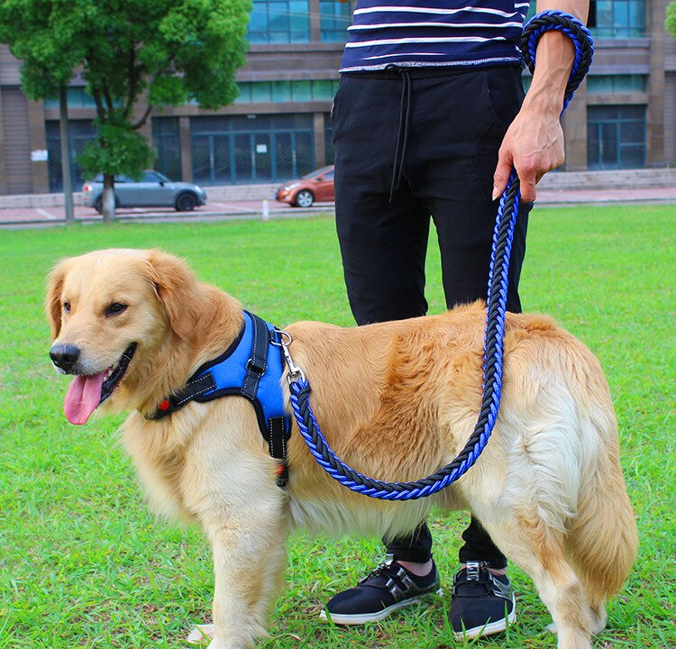 Medium and large Dog Chain Collar/Harness and Traction Rope.