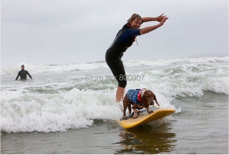 Pet  water safety vest with summer prints.