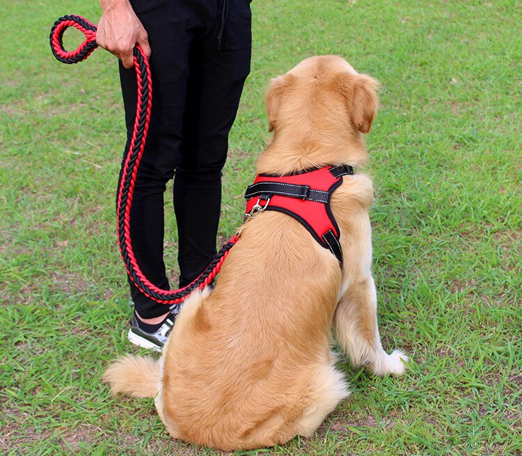 Medium and large Dog Chain Collar/Harness and Traction Rope.