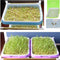 Double Layer Hydroponic Seedling Tray.  Great for Starting Off Seeds for Vegetables .