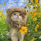 Cute Lion Mane wig for your cat.