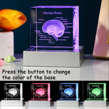 Decorative 3D Crystal Human Brain Model