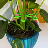 Plastic Plant Stem Support Stakes
