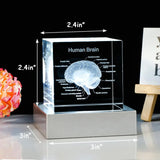 Decorative 3D Crystal Human Brain Model