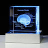 Decorative 3D Crystal Human Brain Model