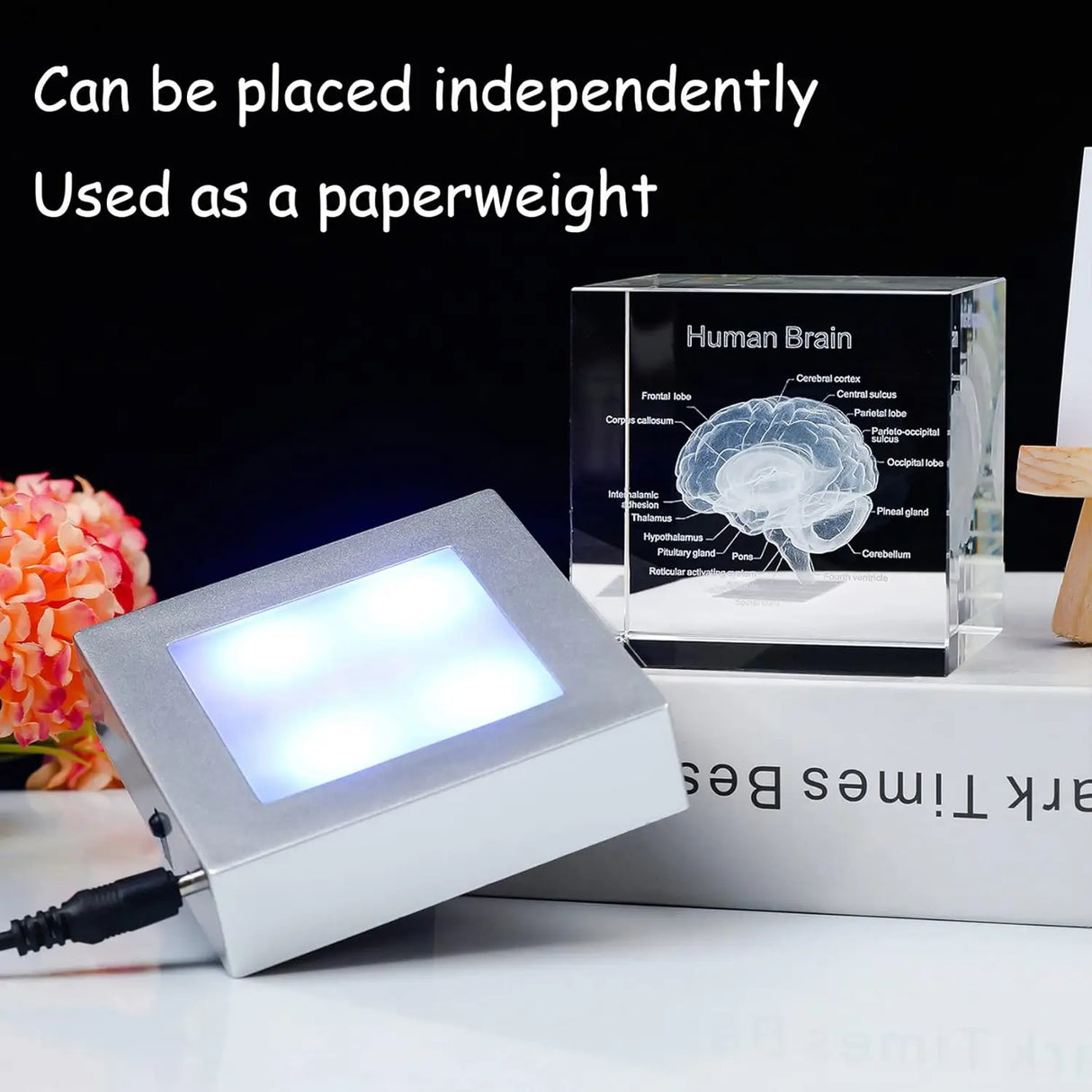 Decorative 3D Crystal Human Brain Model