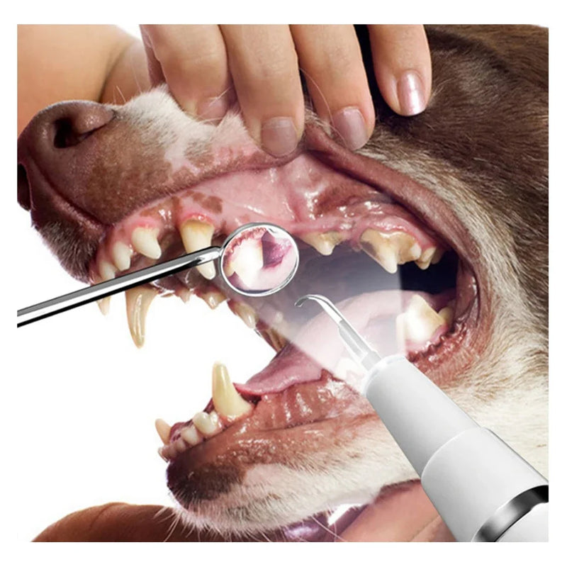 Pet Dental Ultrasonic Scale Remover