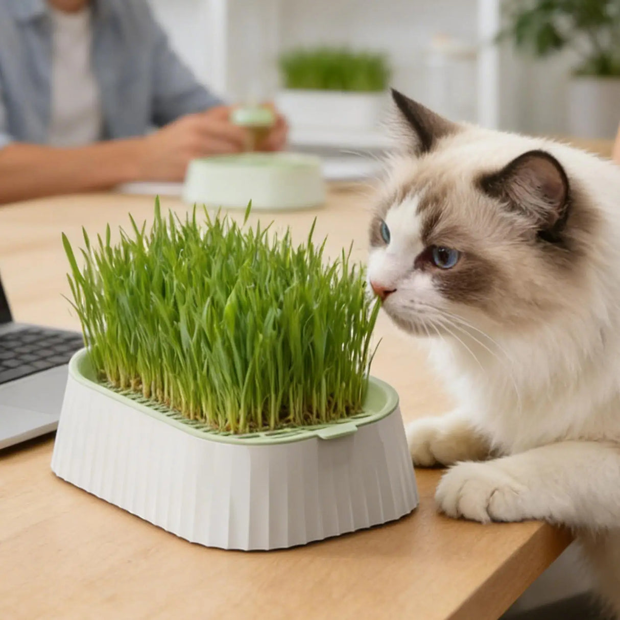Hydroponic Cat Grass Planter