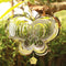 3D Rotating Butterfly Wind Spinner.