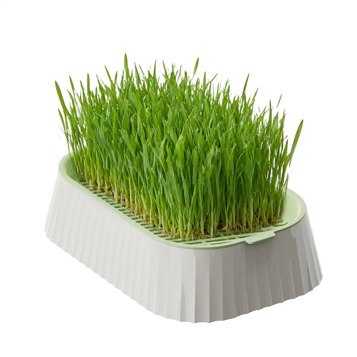 Hydroponic Cat Grass Planter
