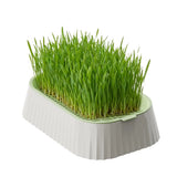Hydroponic Cat Grass Planter