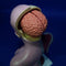 28cm Human Torso Body Model Anatomy Anatomical Heart Brain Skeleton Medical Internal Organs Teaching Learning Supplies