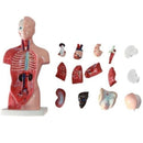 28cm Human Torso Body Model Anatomy Anatomical Heart Brain Skeleton Medical Internal Organs Teaching Learning Supplies
